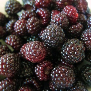 Raspberry Jewel